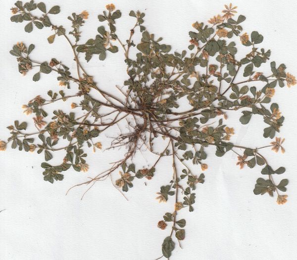 Ein Herbarium (Herbar) anlegen